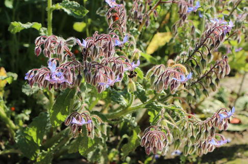 Borretsch / Gurkenkraut - Borago officinalis