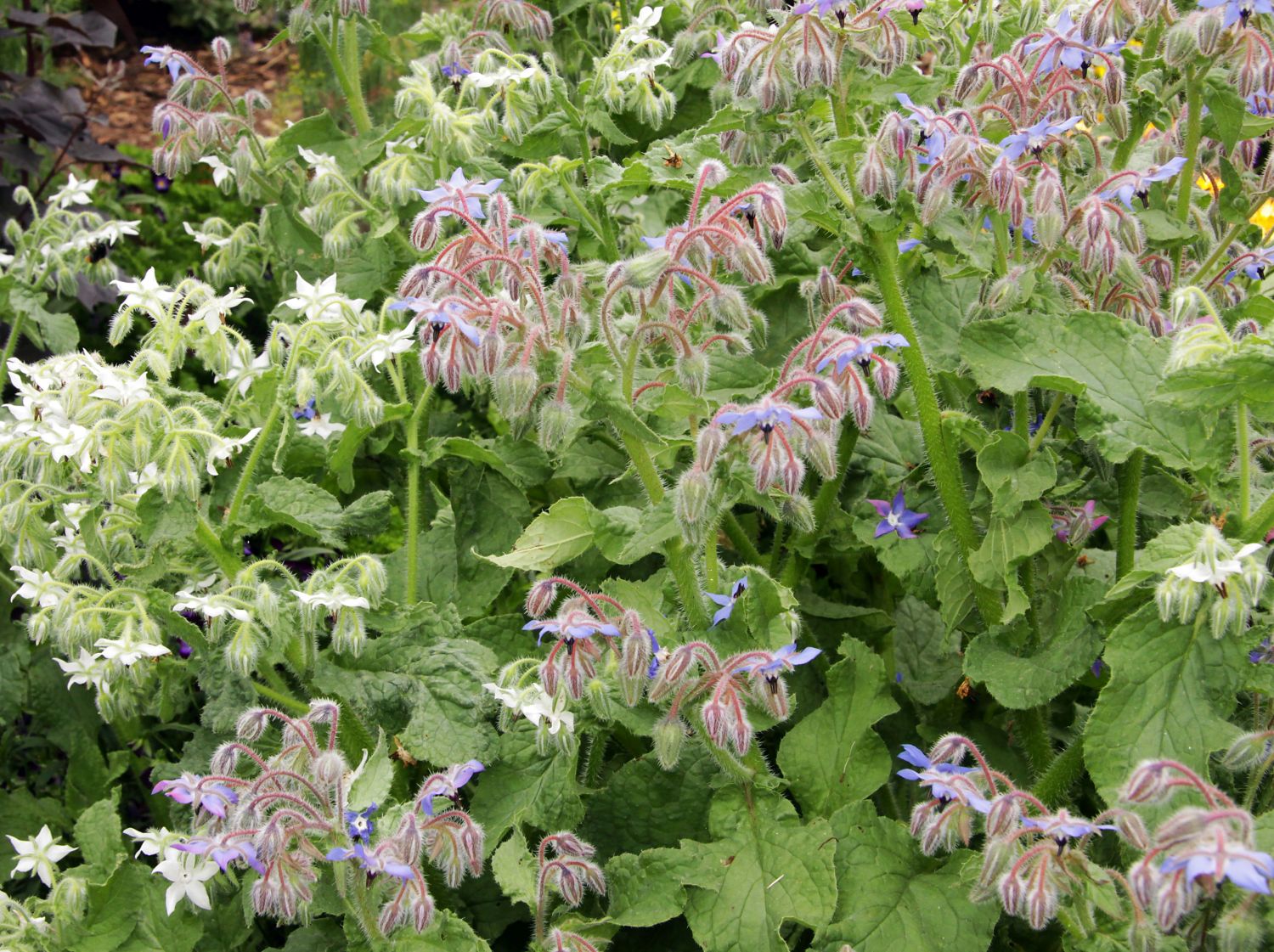 Raublattgewächse (Boraginaceae)