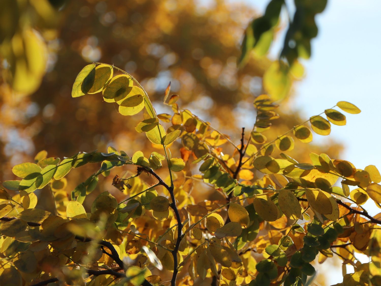 Borstenakazie 'Macrophylla' Robinia hispida 'Macrophylla