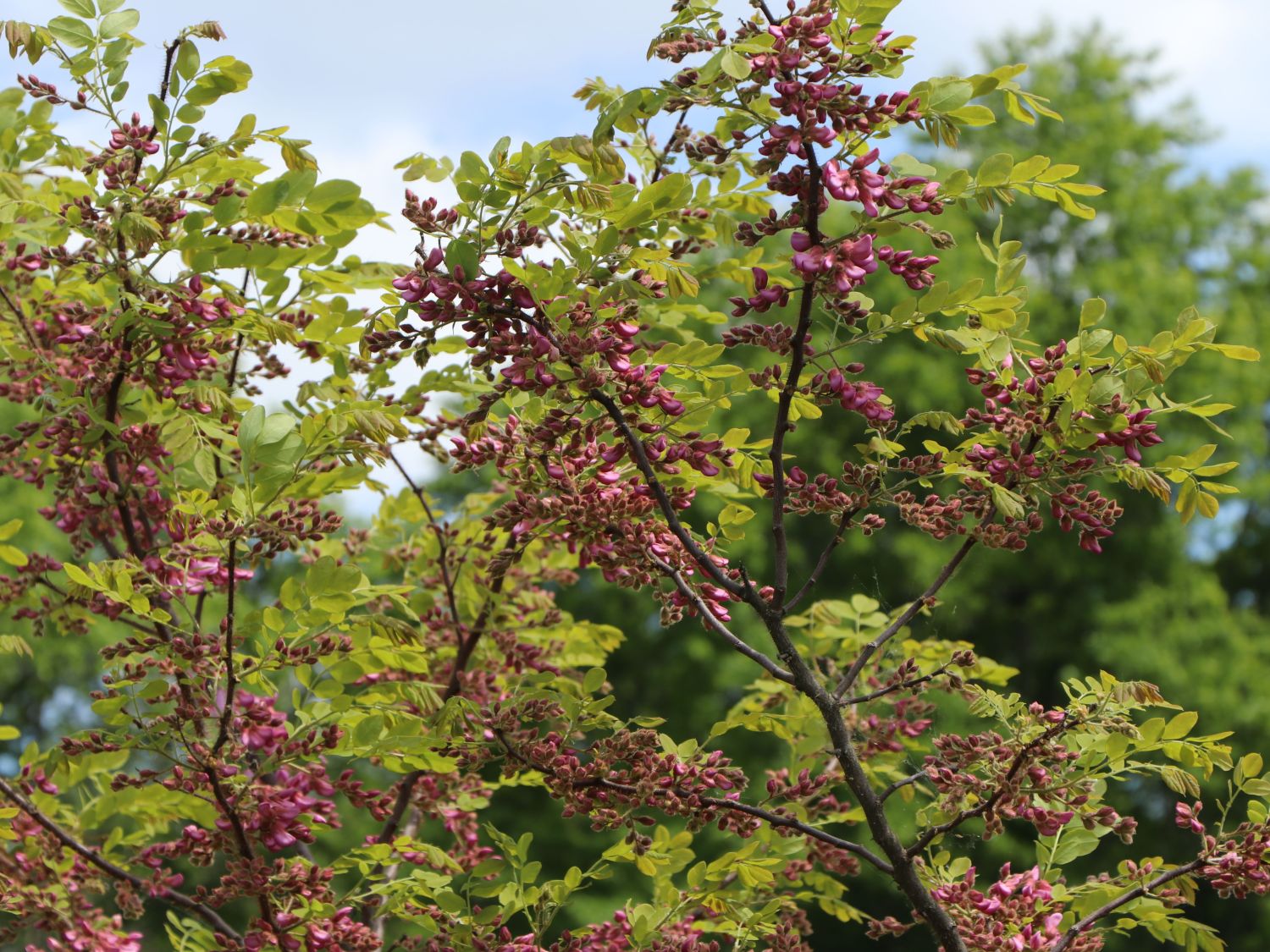 Borstenakazie 'Macrophylla' Robinia hispida 'Macrophylla