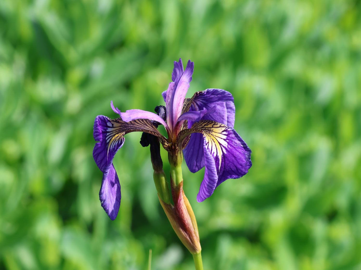 Borstige Schwertlilie