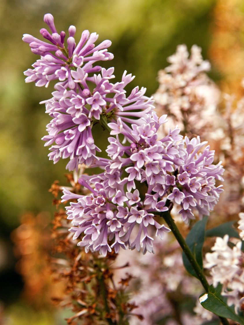 Botananischer Flieder 'Minuet'