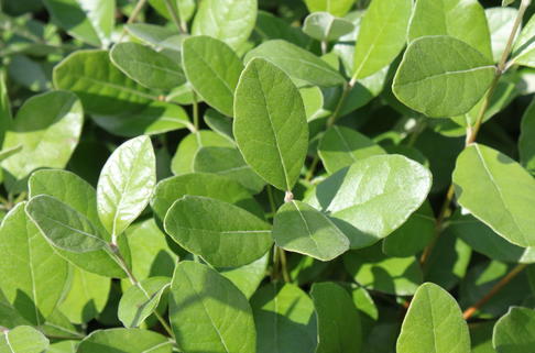 Brasilianische Guave - Acca sellowiana