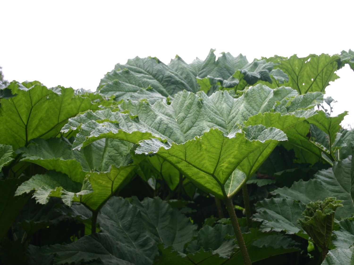 Gunneraceen (Gunneraceae)