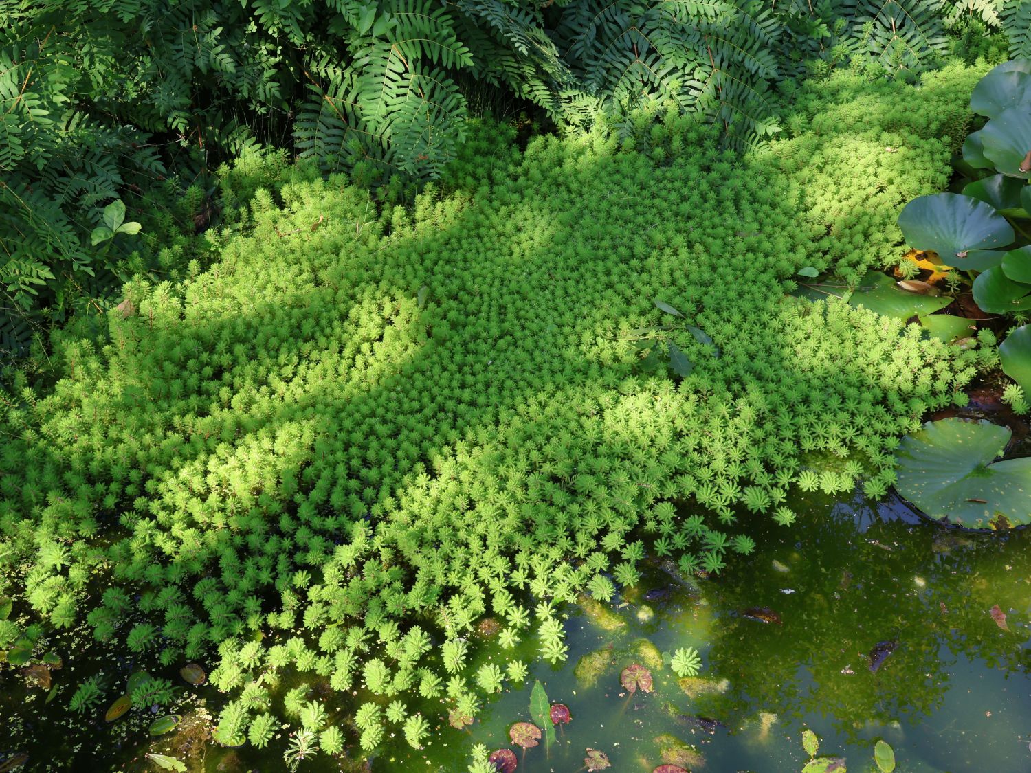 Tausendblattgewächse (Haloragaceae)