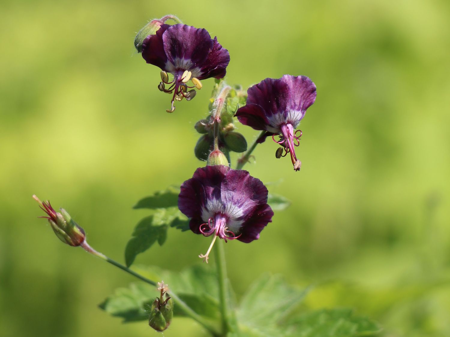 Brauner Storchschnabel