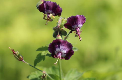 Brauner Storchschnabel - Geranium phaeum