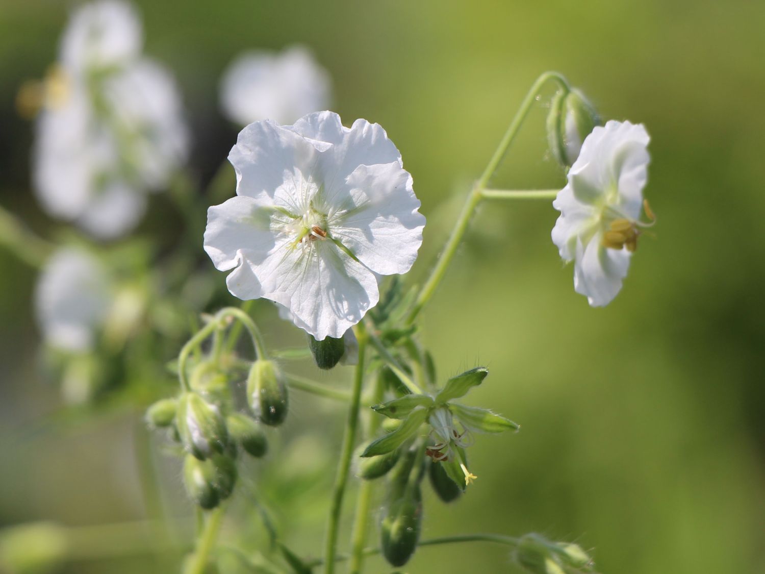 Brauner Storchschnabel 'Album'