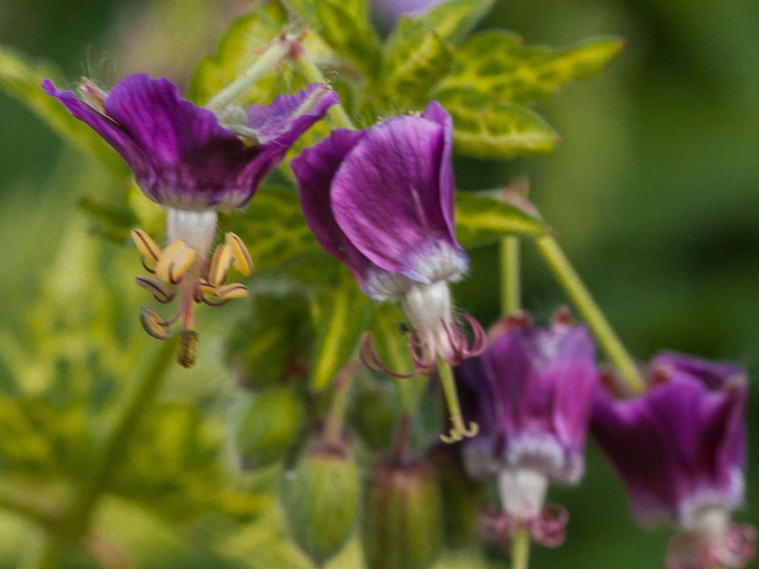 Brauner Storchschnabel 'Conny Broe' - Geranium phaeum 'Conny Broe'