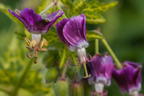 Brauner Storchschnabel 'Conny Broe' - Geranium phaeum 'Conny Broe'