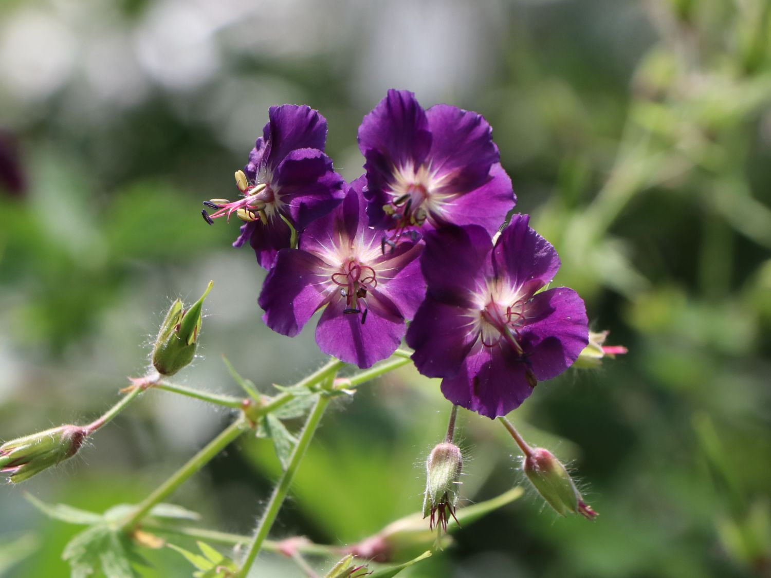 Brauner Storchschnabel 'Raven'
