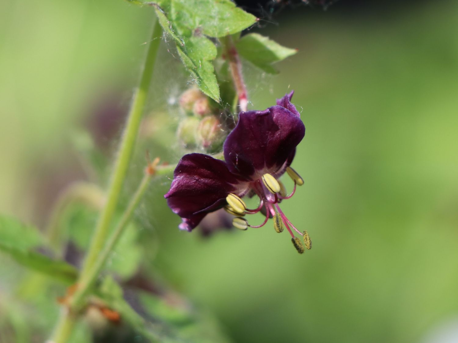 Brauner Storchschnabel 'Samobor'