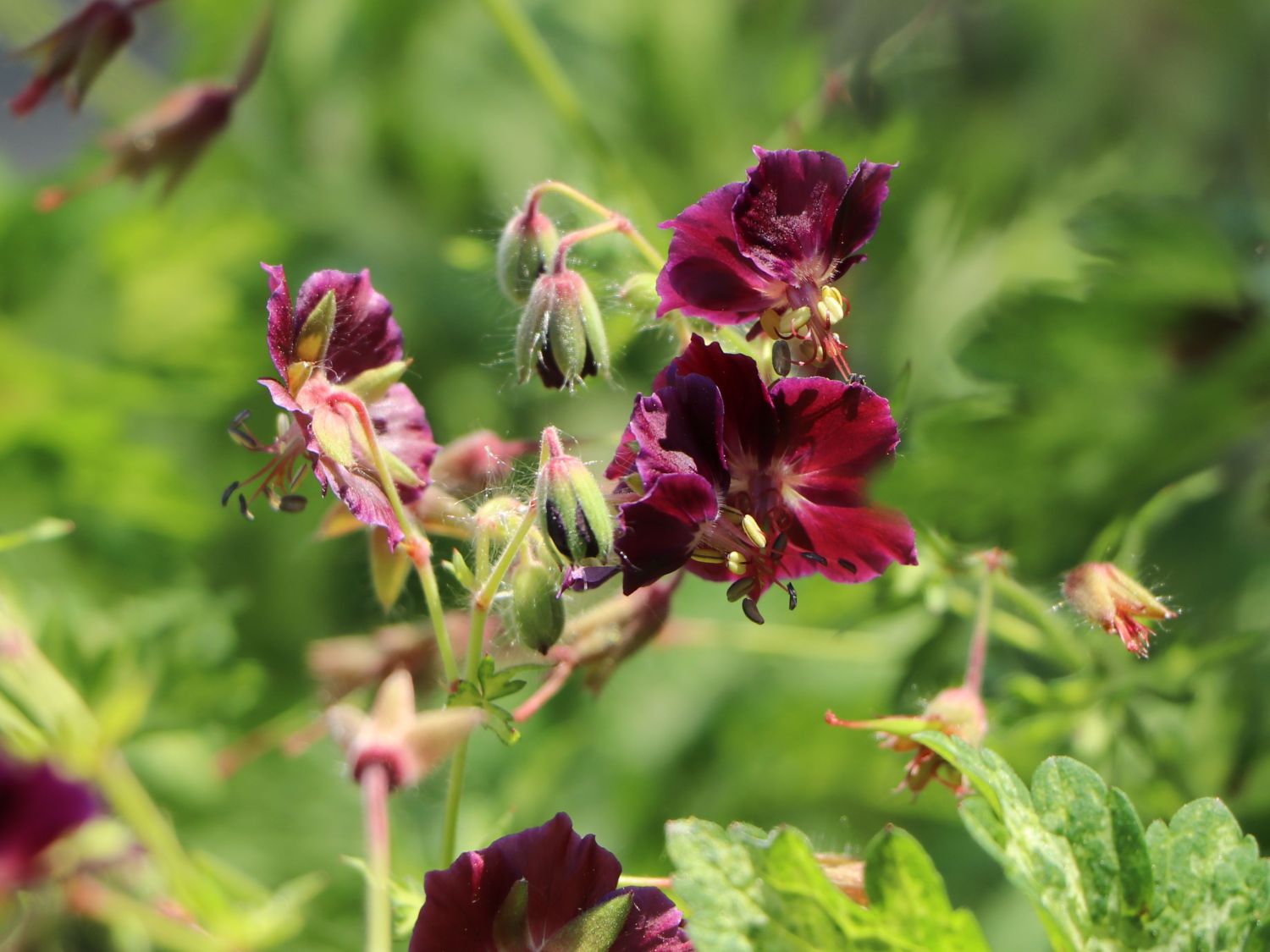 Brauner Storchschnabel 'Springtime'