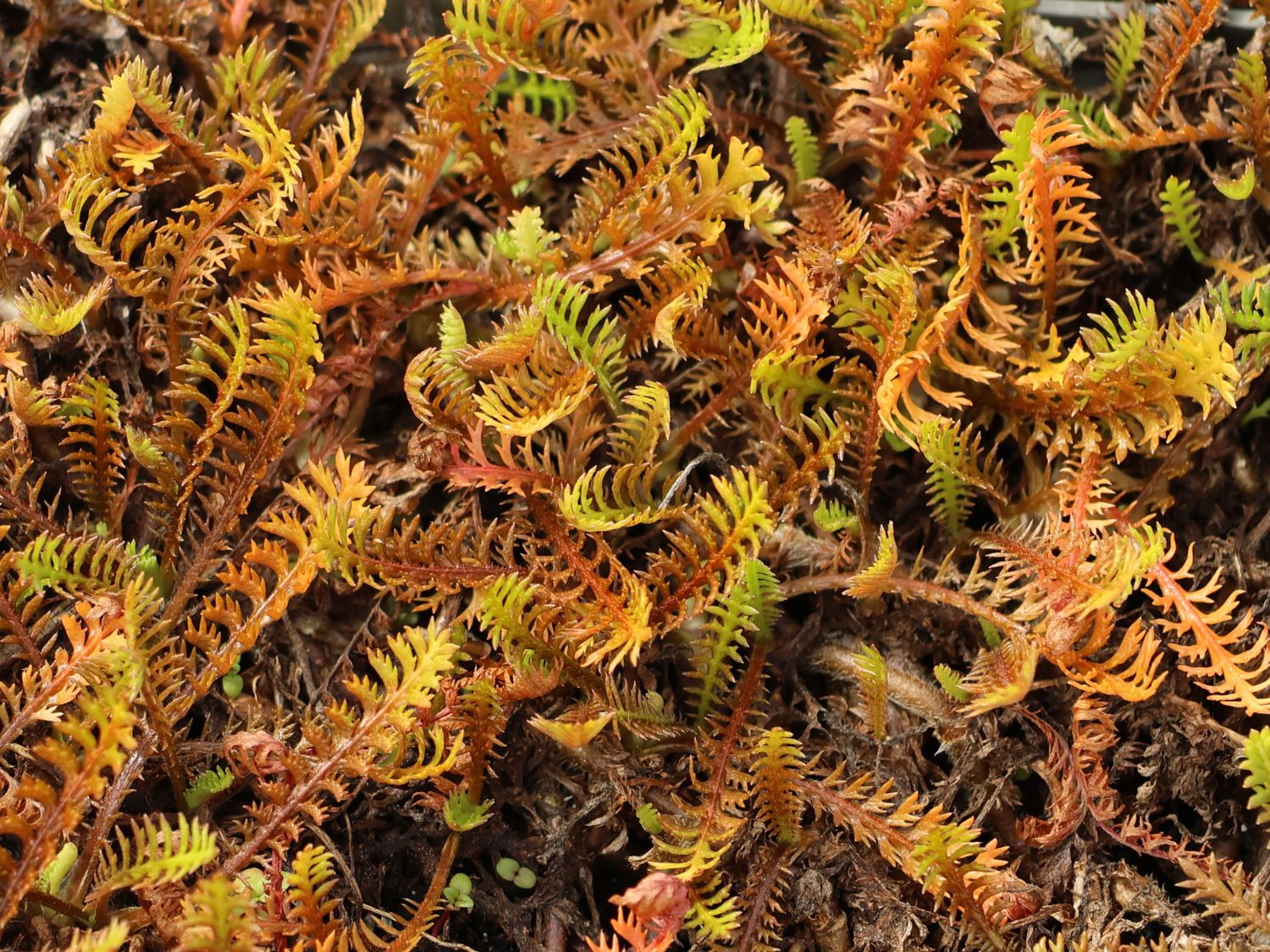 Braunes Fiederpolster