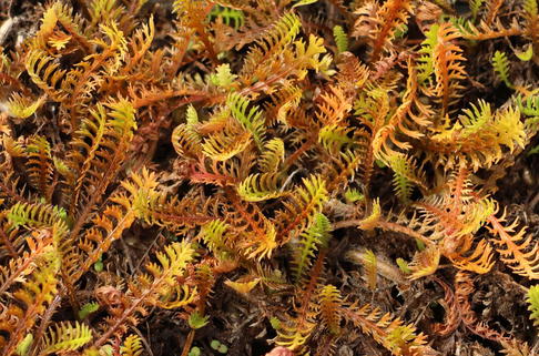 Braunes Fiederpolster - Cotula squalida