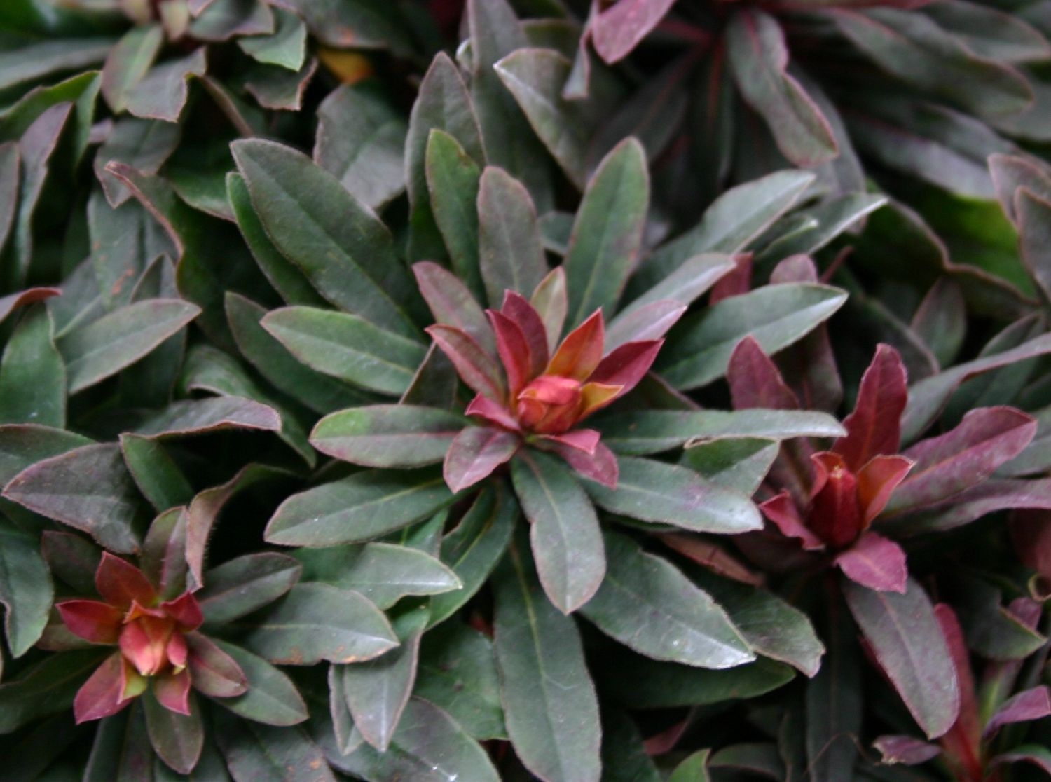 Braunrotblättrige Wolfsmilch 'Purpurea'