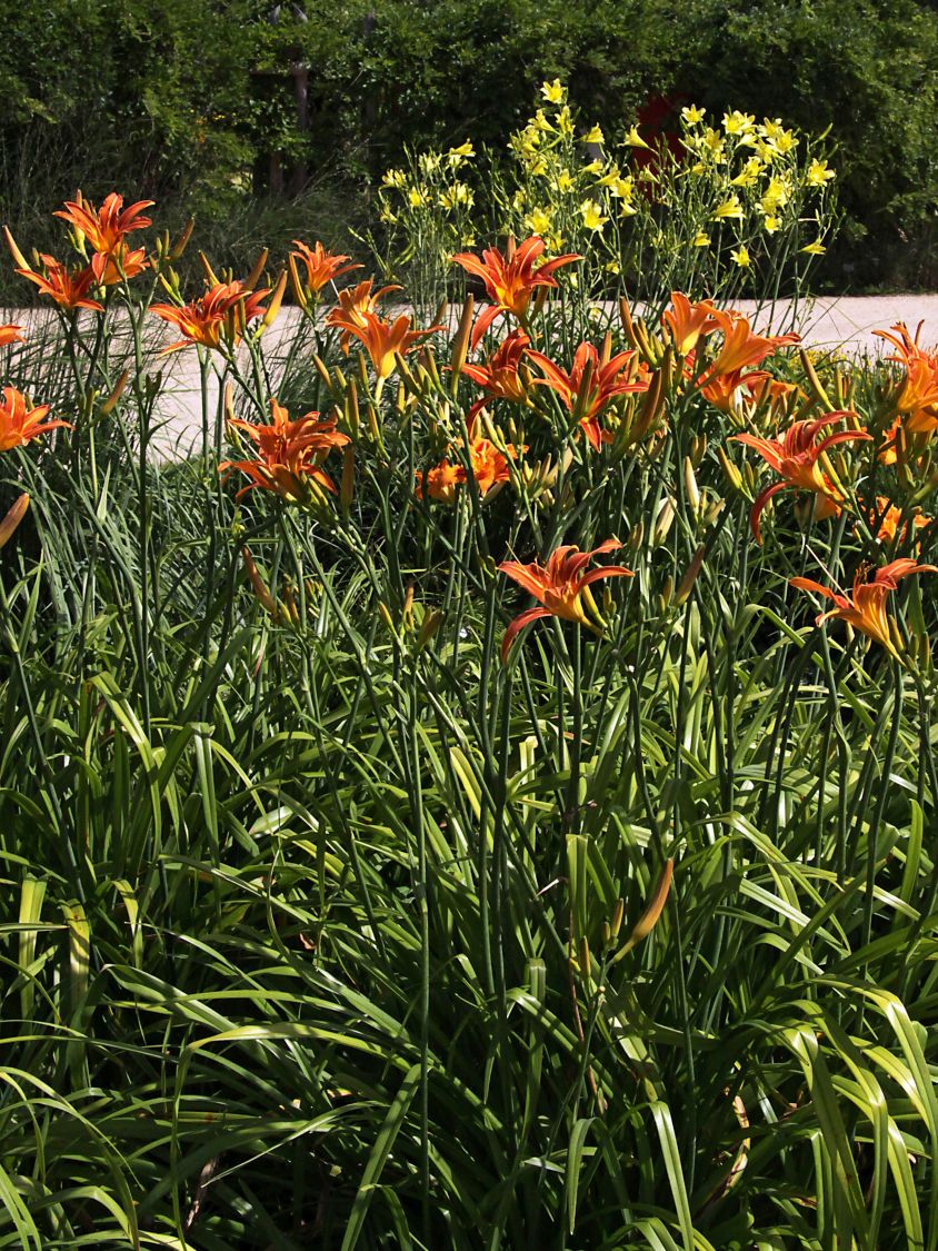 Braunrote Taglilie - Hemerocallis fulva