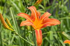 Braunrote Taglilie - Hemerocallis fulva