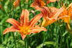 Braunrote Taglilie - Hemerocallis fulva