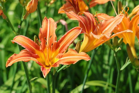 Braunrote Taglilie - Hemerocallis fulva