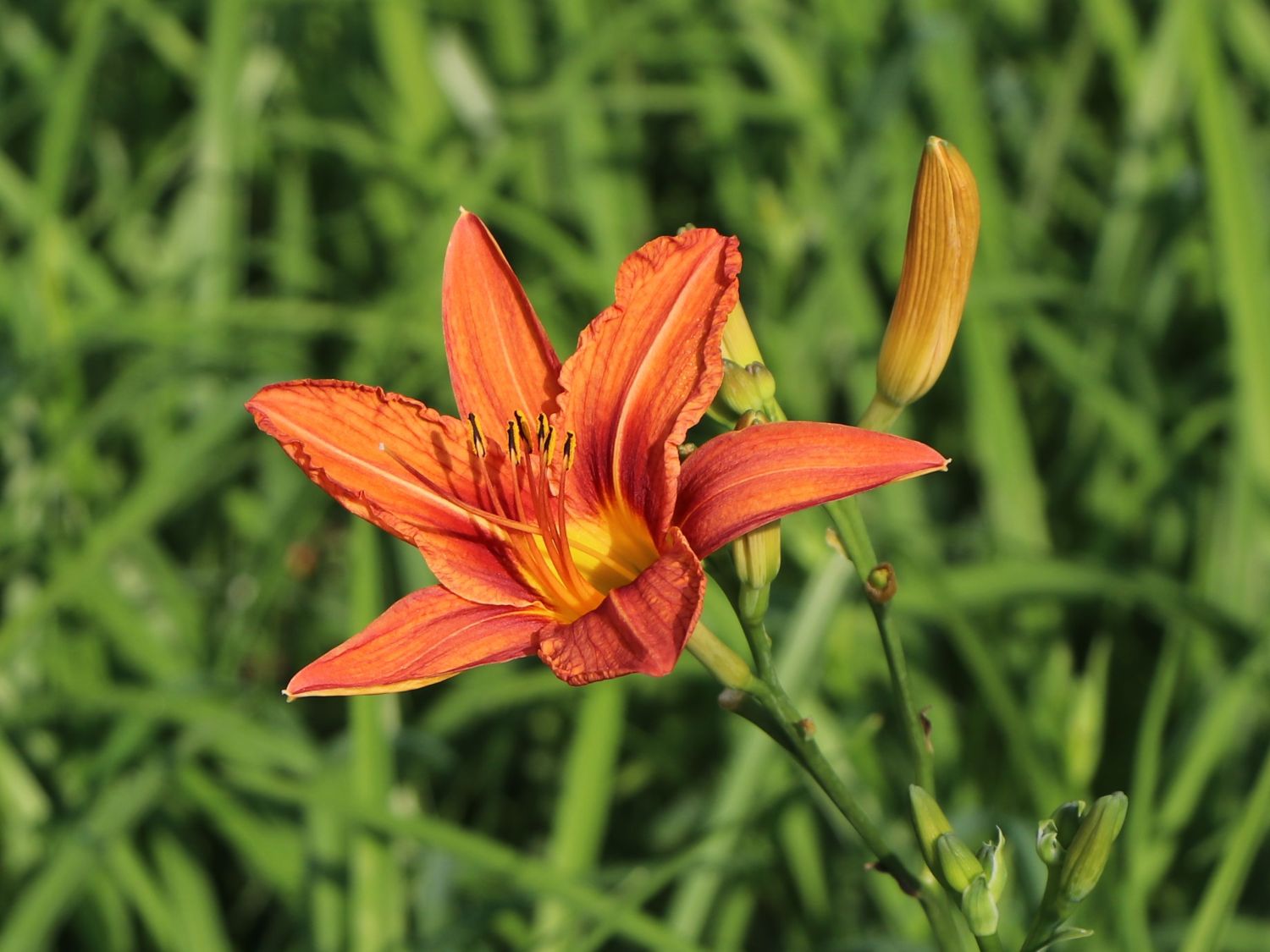 Braunrote Taglilie - Hemerocallis fulva