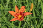 Braunrote Taglilie - Hemerocallis fulva