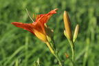 Braunrote Taglilie - Hemerocallis fulva