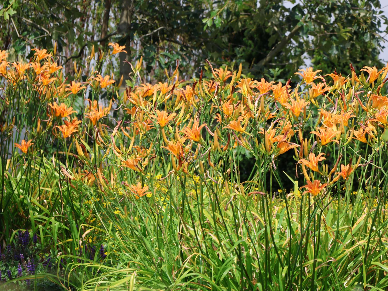 Braunrote Taglilie - Hemerocallis fulva