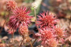 Braunrotes Stachelnüsschen 'Kupferteppich'