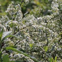 Brautspiere / Schneespiere - Spiraea arguta
