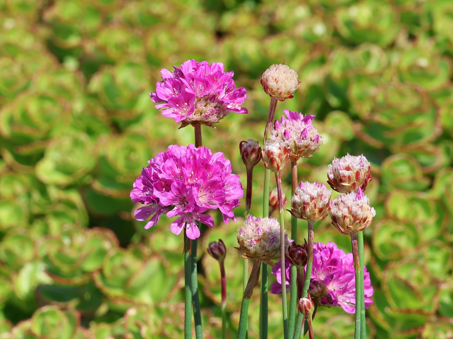 Breitblättrige Grasnelke 'Ballerina Purple Rose' ®