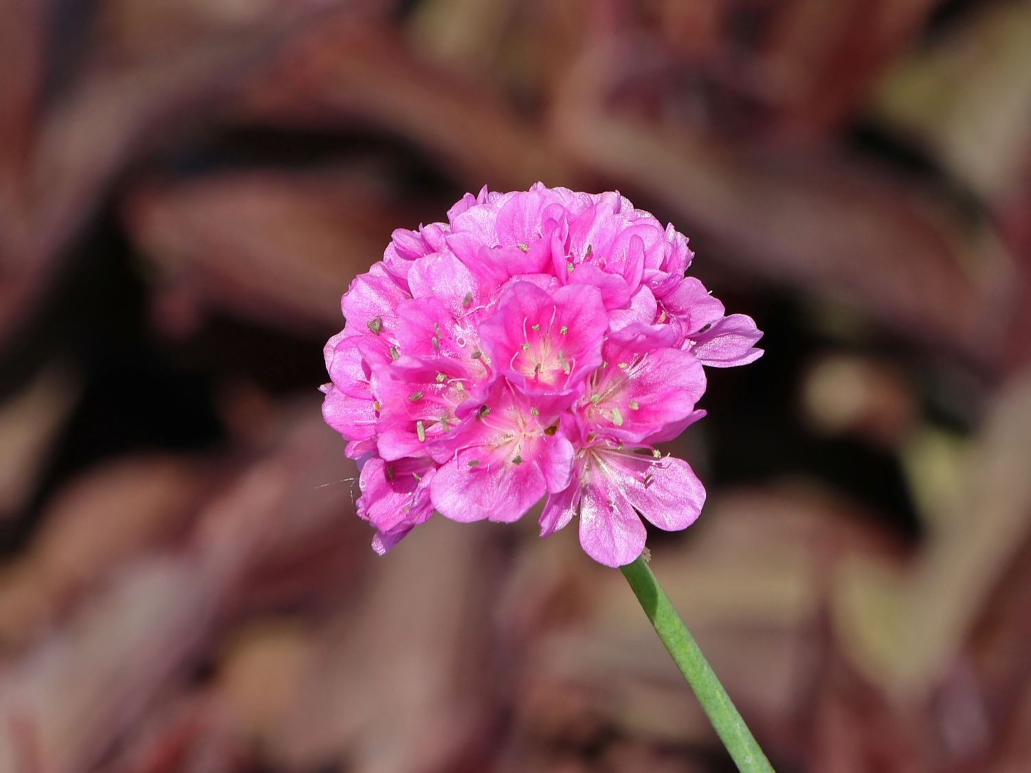 Breitblättrige Grasnelke 'Ballerina Purple Rose' ® - Armeria pseudarmeria 'Ballerina Purple Rose' ®