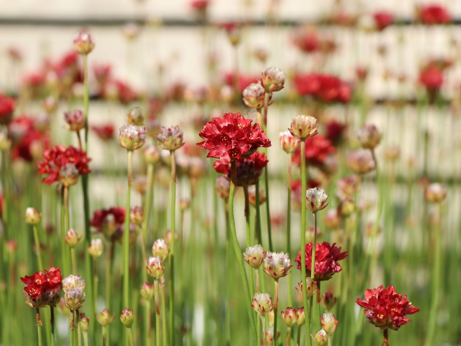 Breitblättrige Grasnelke 'Ballerina Red' - Armeria pseudarmeria 'Ballerina Red'