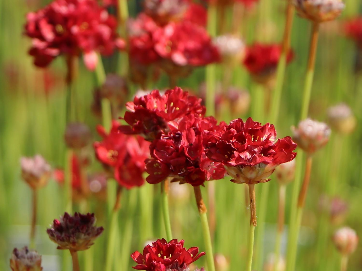 Breitblättrige Grasnelke 'Ballerina Red' - Armeria pseudarmeria 'Ballerina Red'