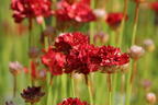 Breitblättrige Grasnelke 'Ballerina Red' - Armeria pseudarmeria 'Ballerina Red'