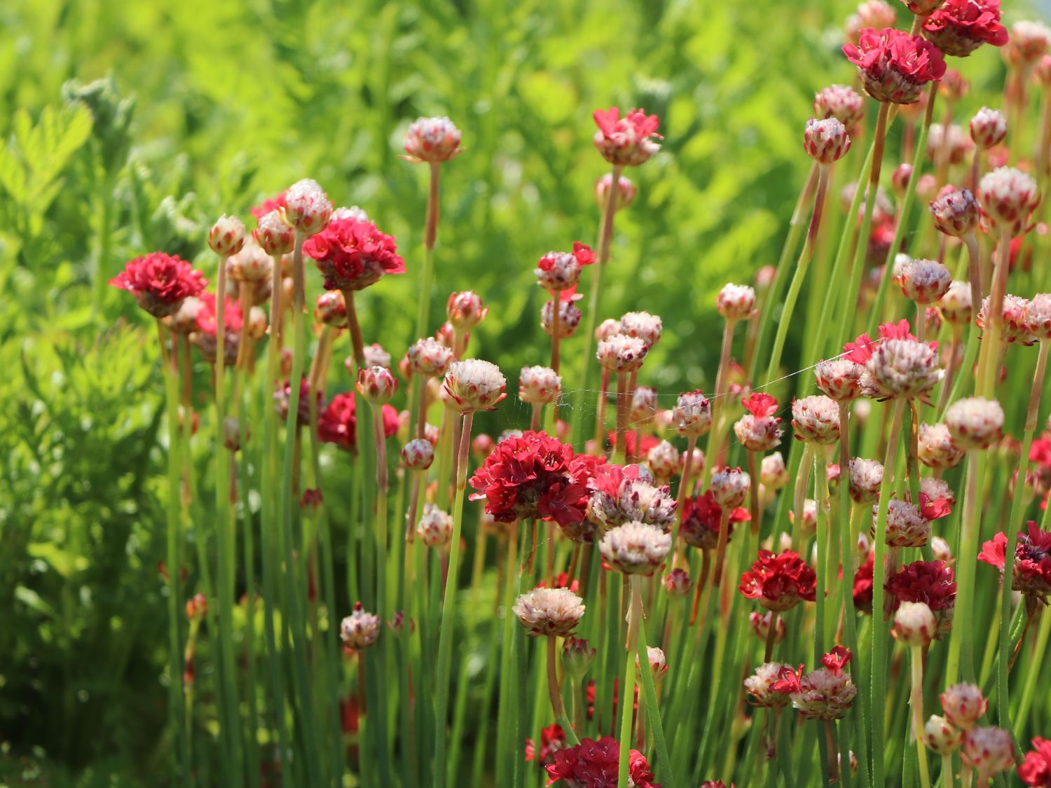 Breitblättrige Grasnelke 'Ballerina Red' - Armeria pseudarmeria 'Ballerina Red'