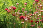 Breitblättrige Grasnelke 'Ballerina Red' - Armeria pseudarmeria 'Ballerina Red'