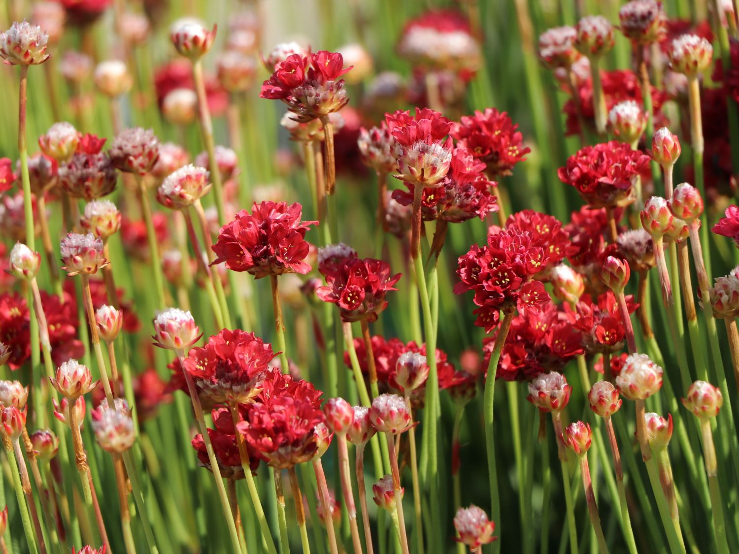 Breitblättrige Grasnelke 'Ballerina Red' - Armeria pseudarmeria 'Ballerina Red'