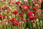 Breitblättrige Grasnelke 'Ballerina Red' - Armeria pseudarmeria 'Ballerina Red'