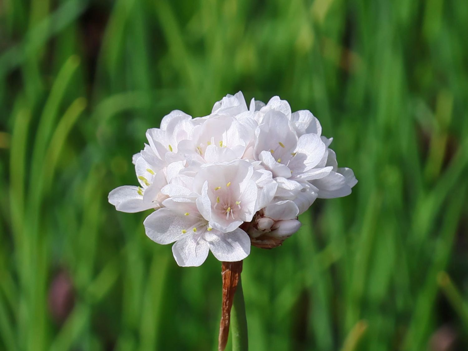 Breitblättrige Grasnelke 'Ballerina White'