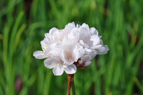 Breitblättrige Grasnelke 'Ballerina White' - Armeria pseudarmeria 'Ballerina White'