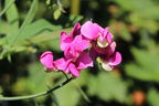 Breitblättrige Platterbse - Lathyrus latifolius