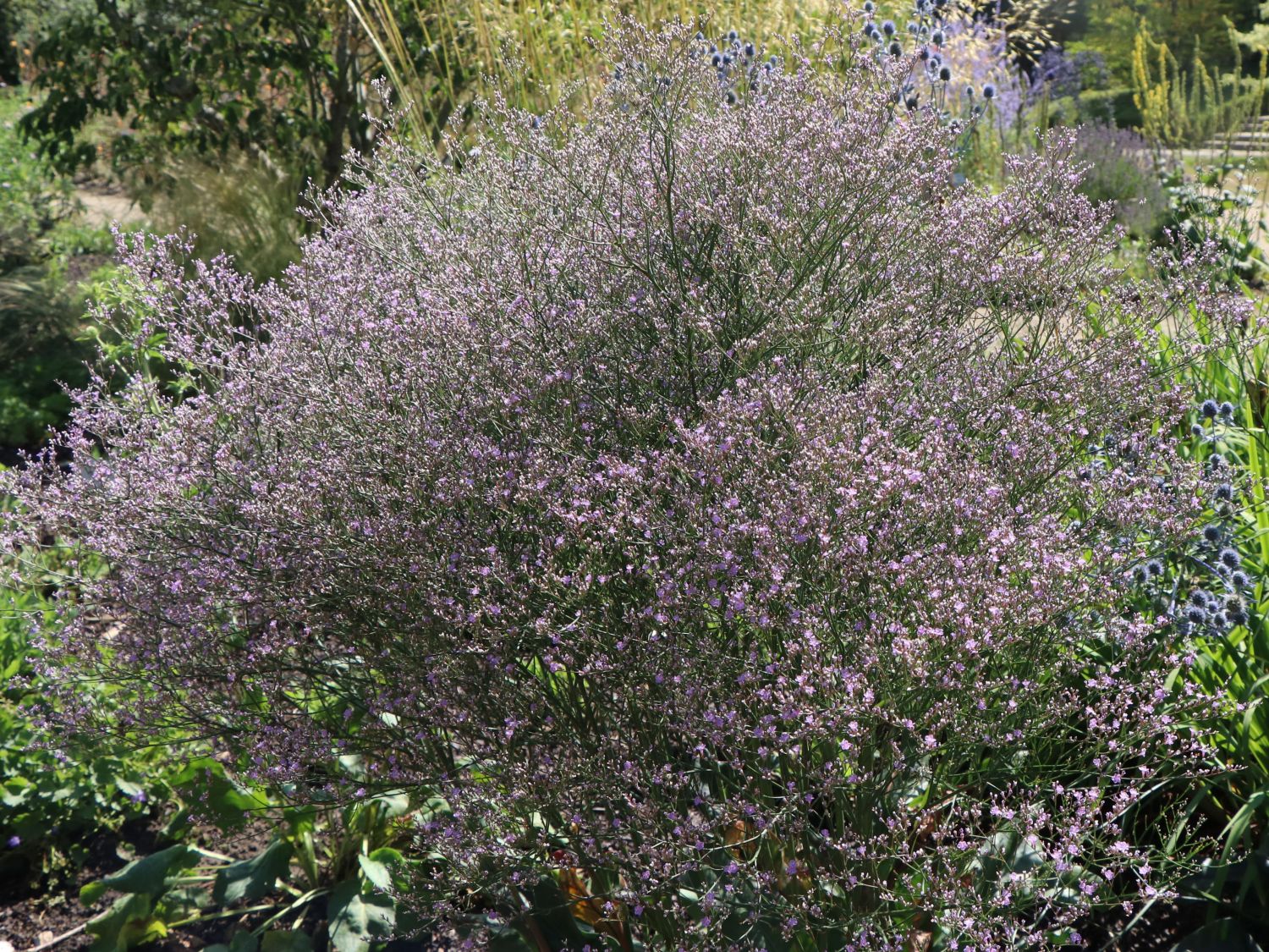 Breitblättriger Steppenschleier - Limonium latifolium