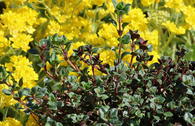 Breitblättriger Thymian