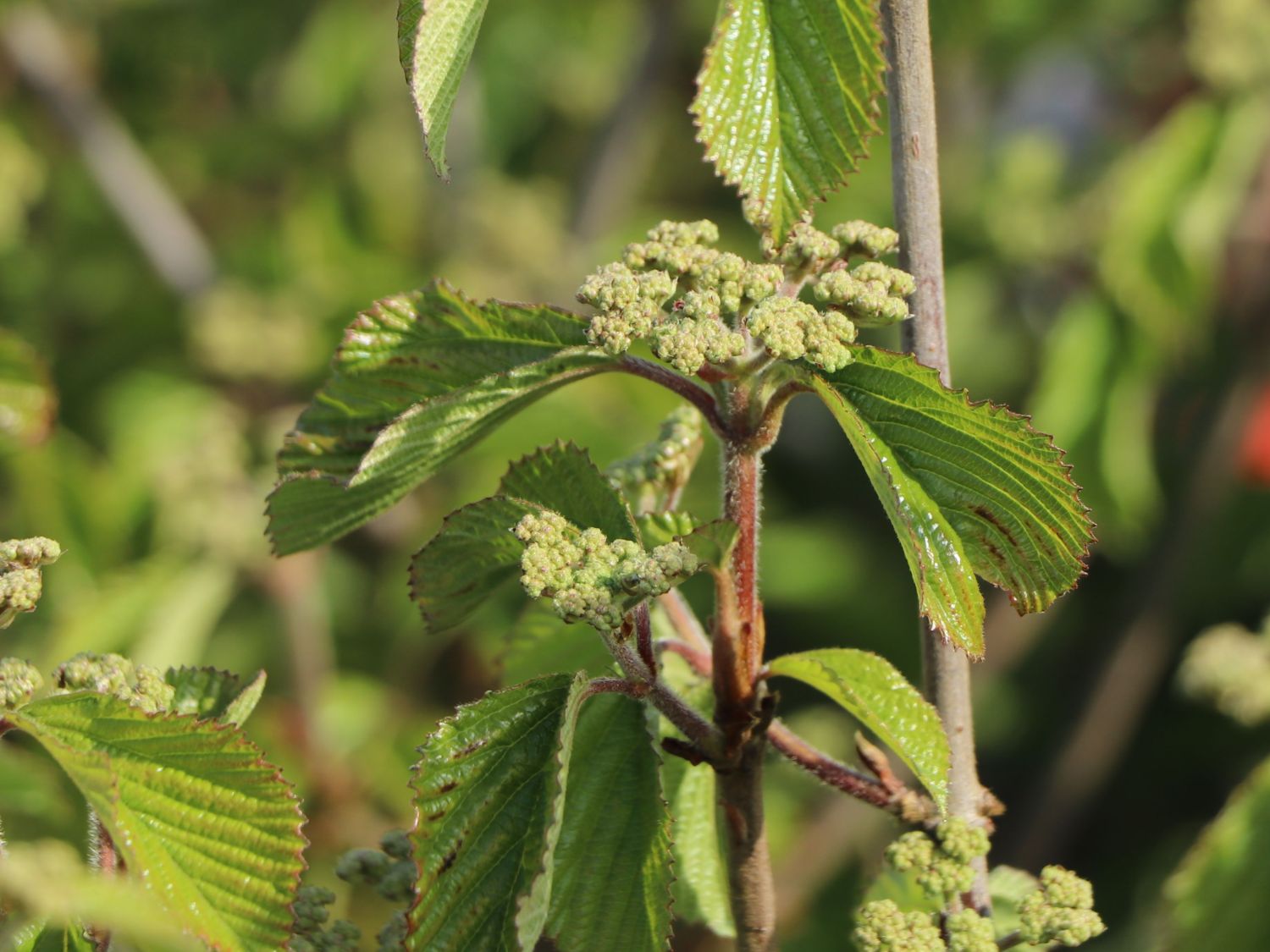 Breitdoldiger Schneeball 'Sealing Wax' - Viburnum dilatatum 'Sealing Wax'