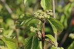 Breitdoldiger Schneeball 'Sealing Wax' - Viburnum dilatatum 'Sealing Wax'