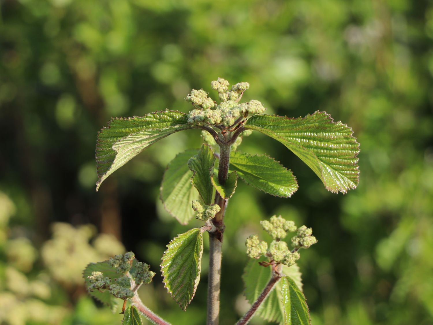 Breitdoldiger Schneeball 'Sealing Wax' - Viburnum dilatatum 'Sealing Wax'