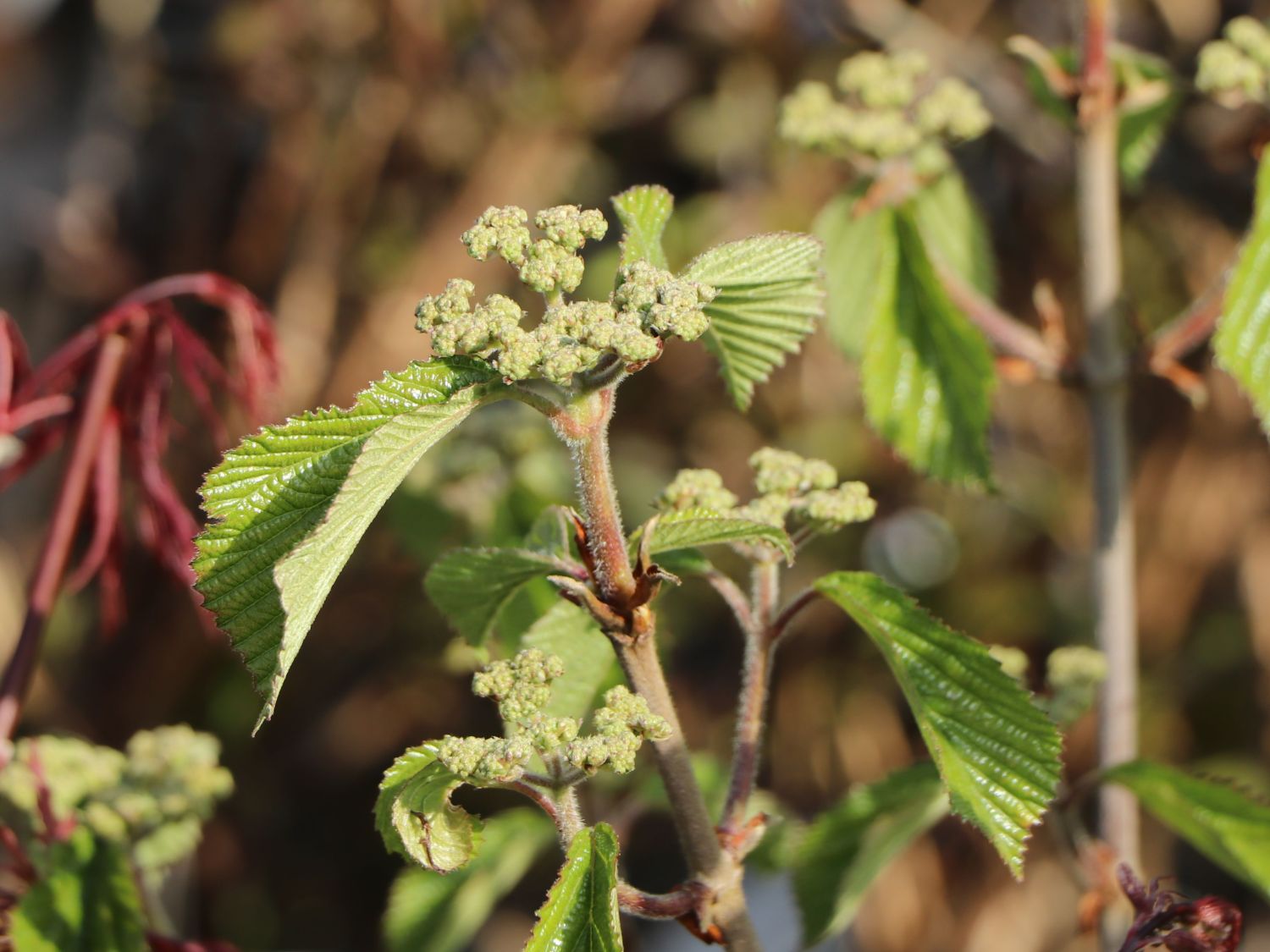 Breitdoldiger Schneeball 'Sealing Wax' - Viburnum dilatatum 'Sealing Wax'