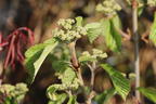 Breitdoldiger Schneeball 'Sealing Wax' - Viburnum dilatatum 'Sealing Wax'