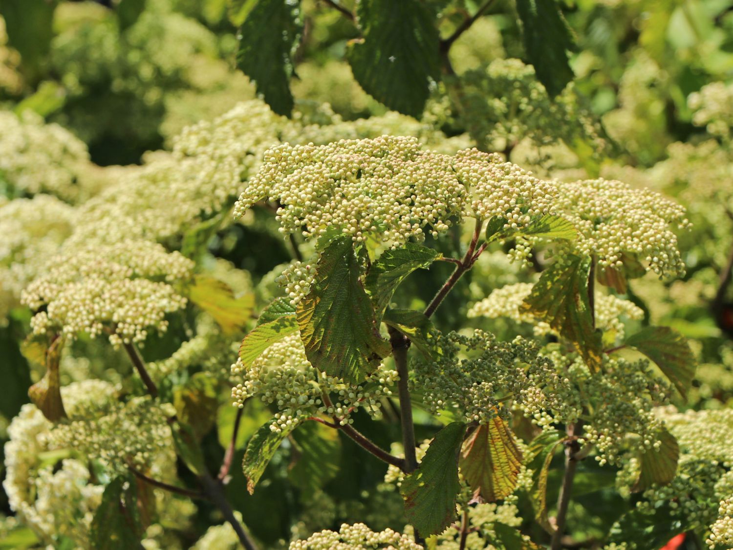 Breitdoldiger Schneeball 'Sealing Wax' - Viburnum dilatatum 'Sealing Wax'